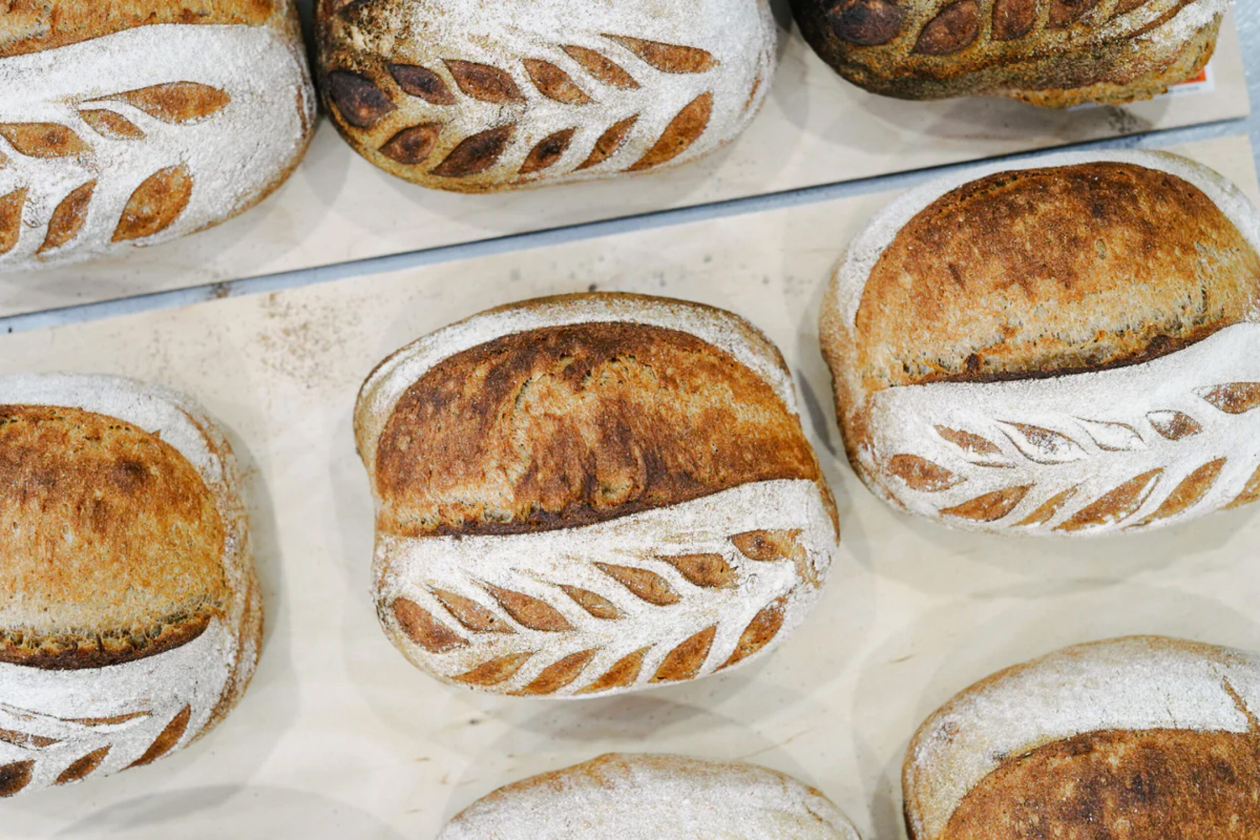 Rows of Almanac's sourdough loaves